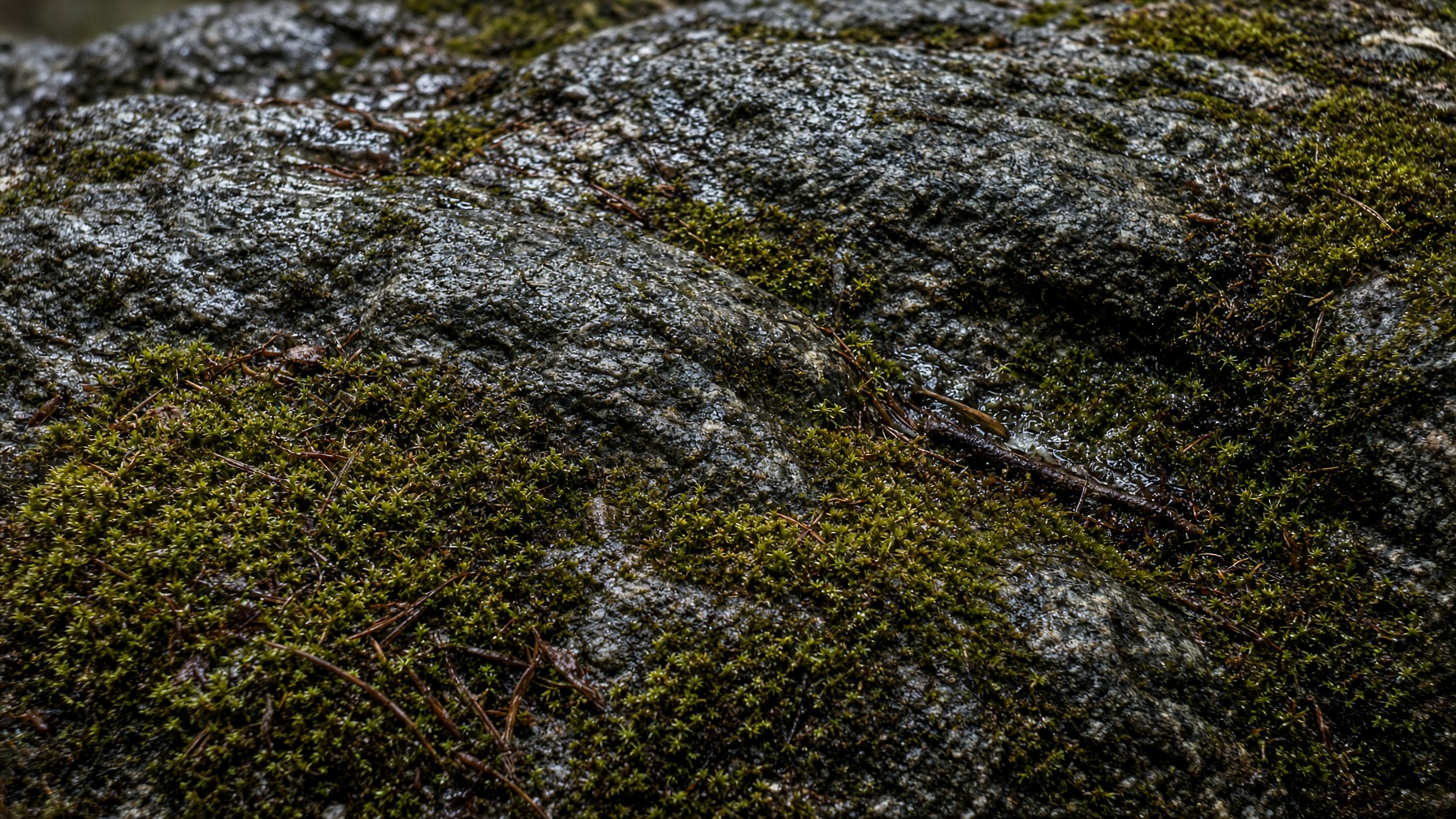 Canadian Shield granite and moss
